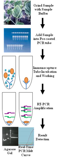 PCR Protocol Picture